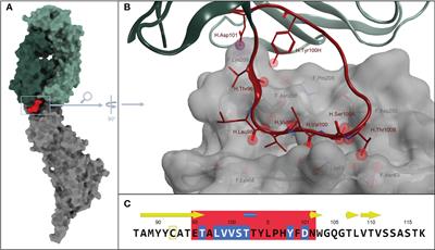 Prefusion-specific antibody-derived peptides trivalently presented on DNA-nanoscaffolds as an innovative strategy against RSV entry